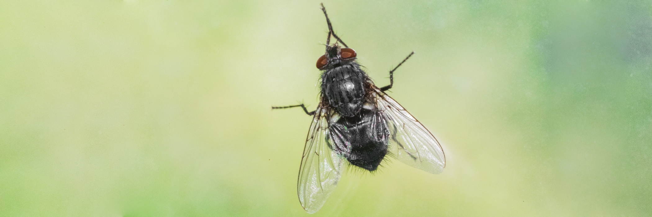 Fliegen Fliegen