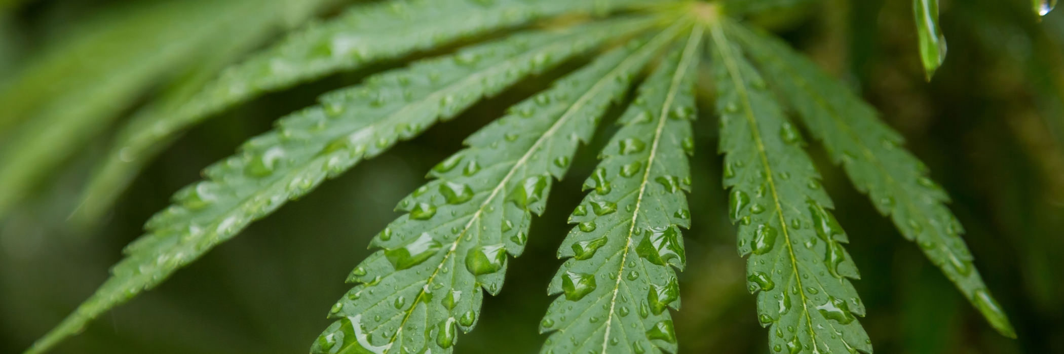 Cannabiserde Cannabiserde