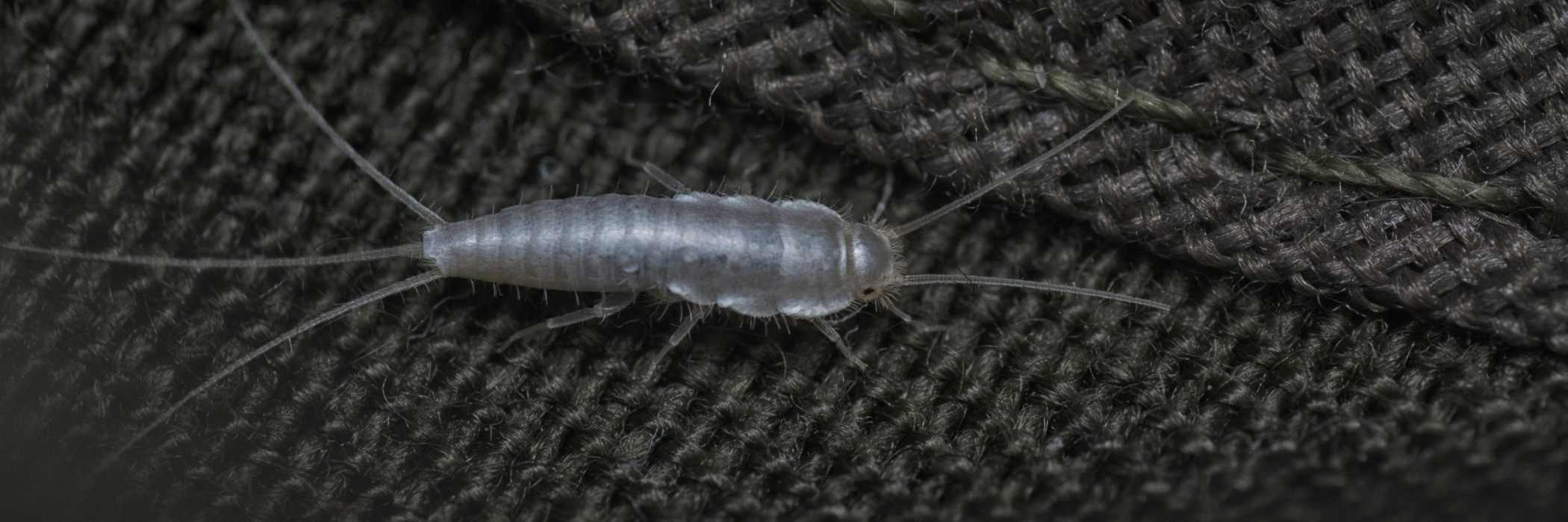 Silberfische Silberfische