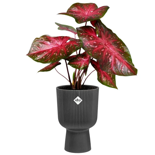 elho® Vibes Übertopf Fold Cup Anthrazit Ø 30 cm - Kunststoff