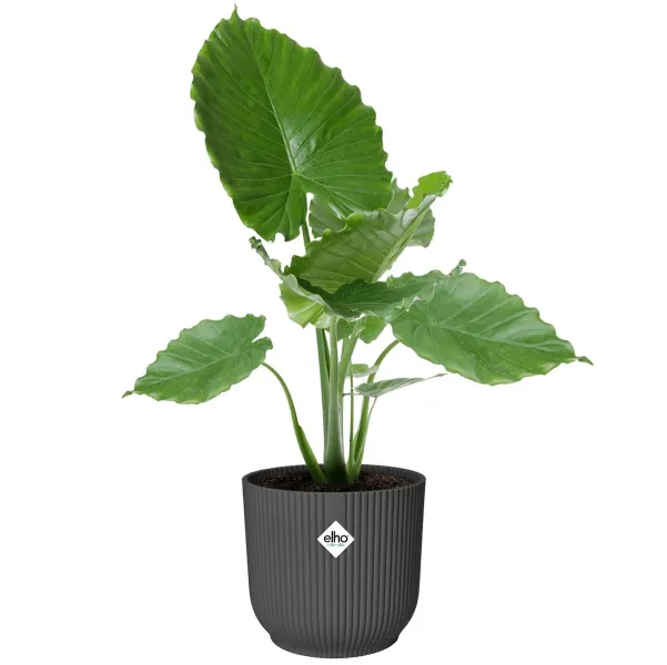 elho® Vibes Übertopf Fold Anthrazit Ø 40 cm - Kunststoff
