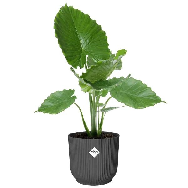 elho® Vibes Übertopf Fold Anthrazit Ø 35 cm - Kunststoff