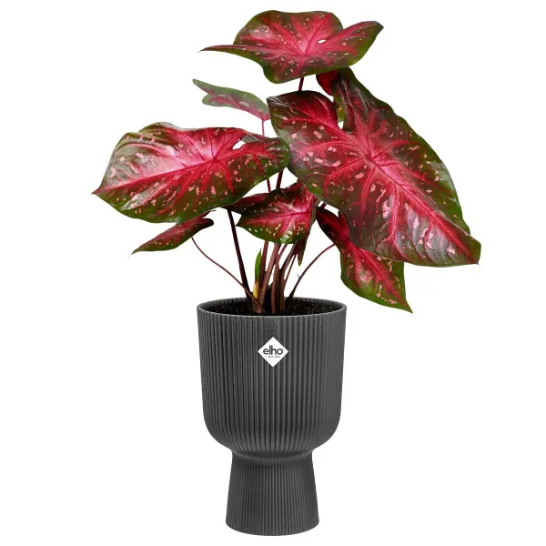 elho® Vibes Übertopf Fold Cup Anthrazit Ø 14 cm - Kunststoff
