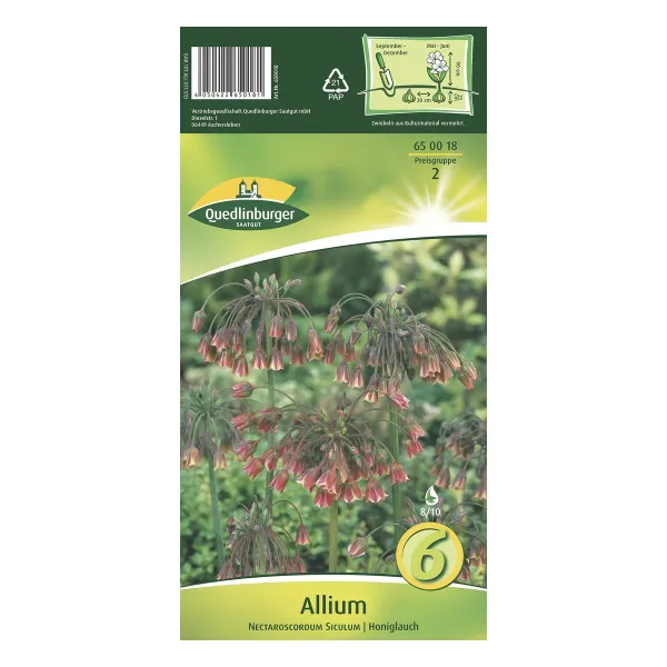 Allium Nectaroscordum siculum Honiglauch Blumenzwiebeln, Quedlinburger