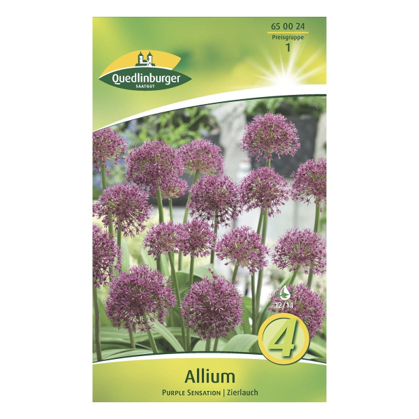 Allium Purple Sensation KP