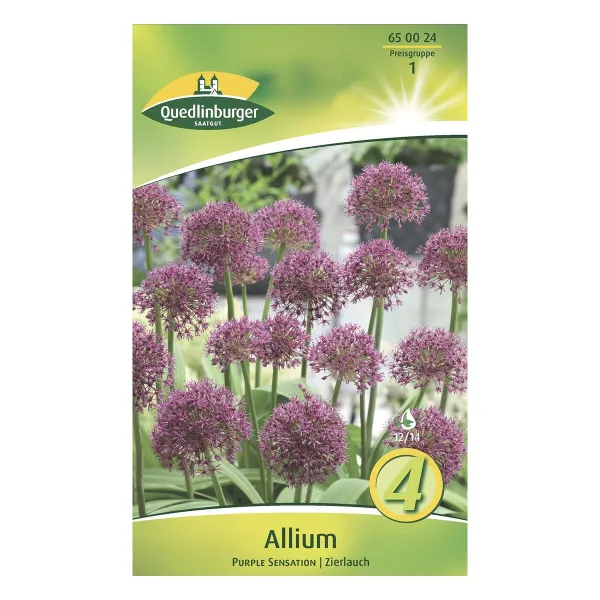 Allium Purple Sensation KP