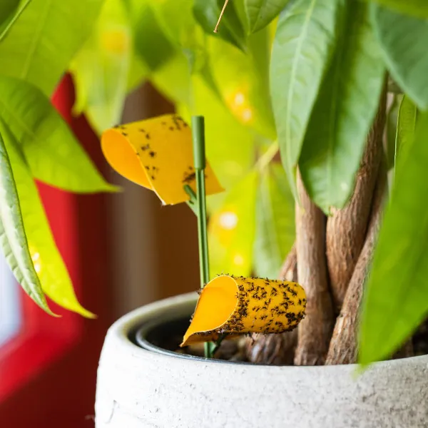 Andermatt Biogarten Leimfallen gelb - 8 Fallen & 2 Stützen