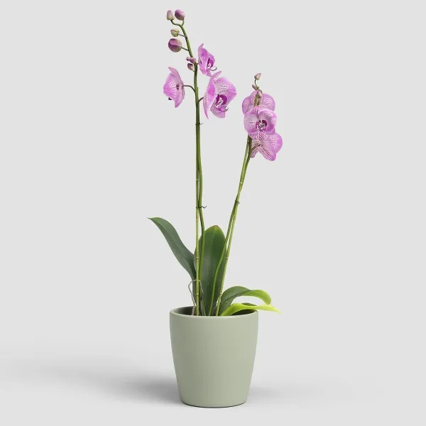 artevasi© THALIA Orchideen-Übertopf Schilfgrün Ø 14 cm - Keramik