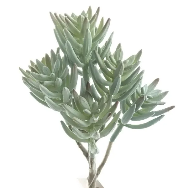 DEKO® FLORALE Nadel-Sukkulente Graugrün 22 cm - Kunstpflanzen