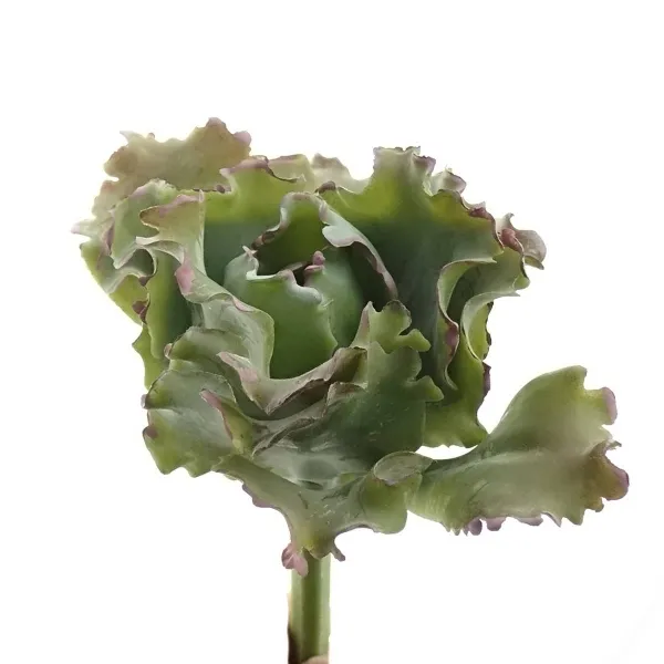 DEKO® FLORALE Sukkulente Curved Grün & Malve 15 cm - Kunstpflanzen