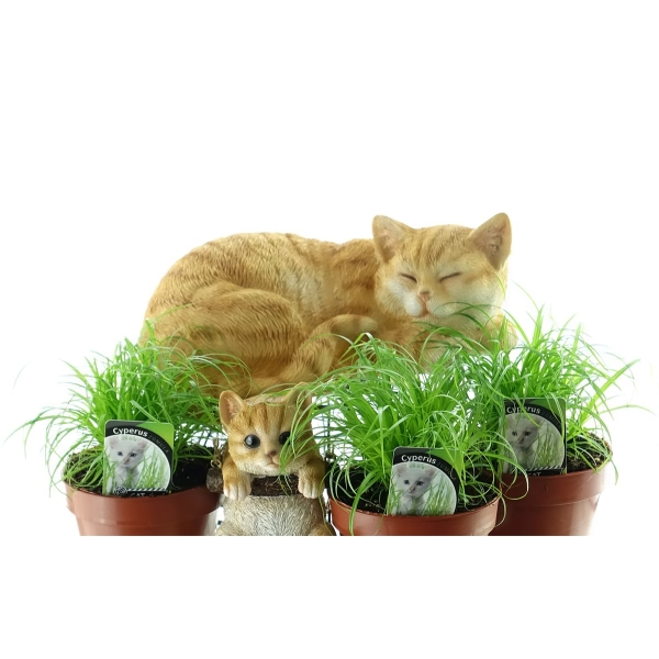 Die Flora 3er Set Katzengras Cyperus zumula Blattlänge ca. 20 cm im Ø 12 cm Topf