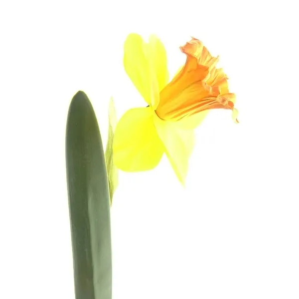 DPI Osterglocke - Narzisse Gelb & Orange mit zwei Blättern 40 cm - Kunstblumen