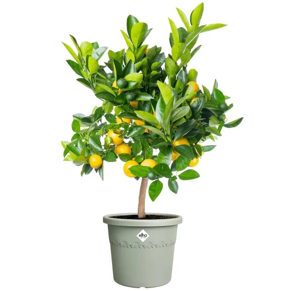 elho® Algarve Pflanzkübel Cilindro Thymiangrün Ø 30 cm - Kunststoff