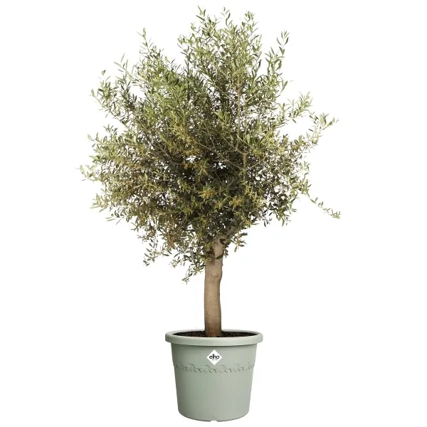 elho® Algarve Pflanzkübel Cilindro Thymiangrün Ø 48 cm mit Rädern - Kunststoff