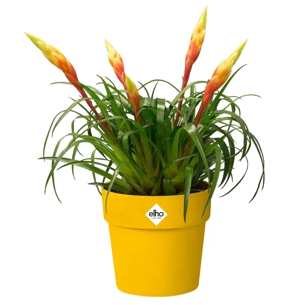 elho® b.for Übertopf Original Mini Ockergelb Ø 11 cm - Kunststoff