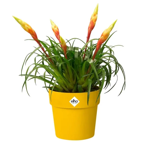 elho® b.for Übertopf Original Mini Ockergelb Ø 13 cm - Kunststoff