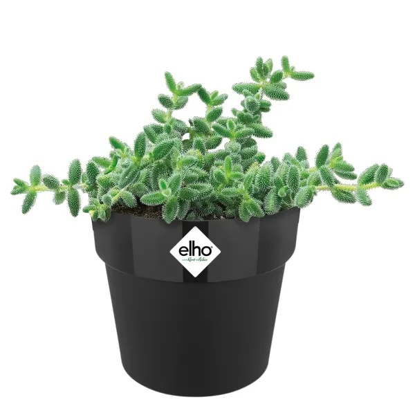 elho® b.for Übertopf Original Mini Schwarz Ø 11 cm - Kunststoff