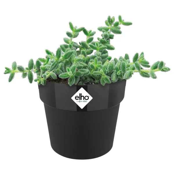 elho® b.for Übertopf Original Mini Schwarz Ø 7 cm - Kunststoff