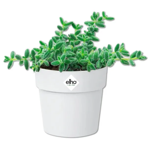 elho® b.for Übertopf Original Mini Weiß Ø 7 cm - Kunststoff