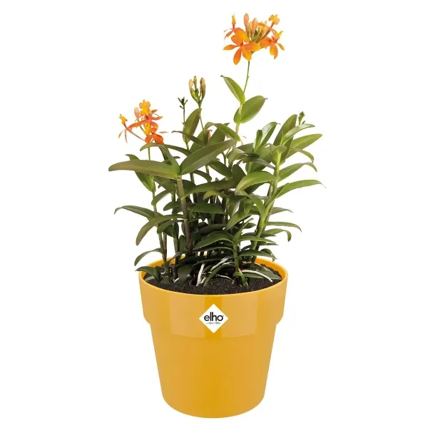 elho® b.for Übertopf Original Ockergelb Ø 16 cm - Kunststoff