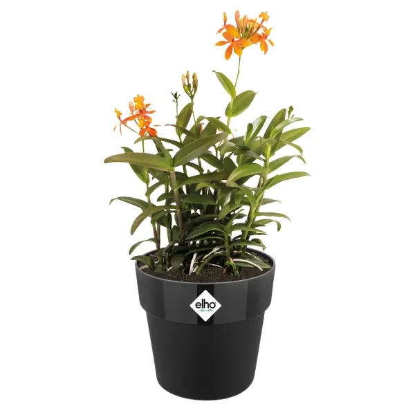 elho® b.for Übertopf Original Schwarz Ø 16 cm - Kunststoff