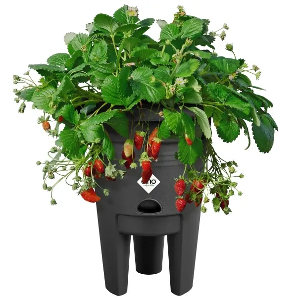 elho® Green Basics Erdbeertopf Living schwarz Ø 33 cm - Kunststoff