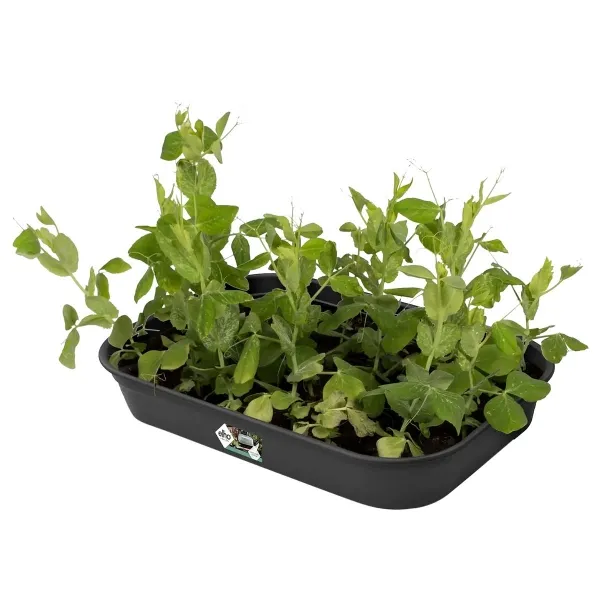 elho® Green Basics Schale M Schwarz rechteckig 36 x 27 cm - Kunststoff