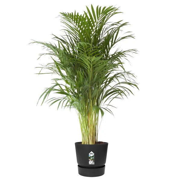 elho® Greenville Pflanzgefäß Living Black Schwarz Ø 47 cm - Kunststoff