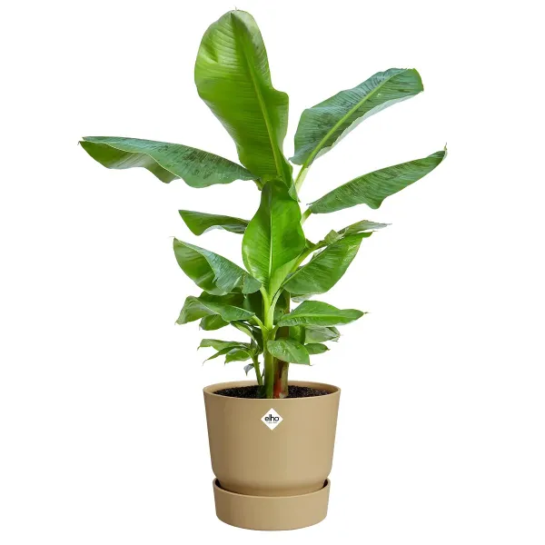 elho® Greenville Pflanzgefäß Sandfarben Ø 25 cm - Kunststoff