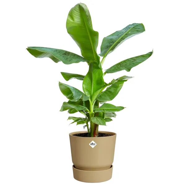 elho® Greenville Pflanzgefäß Sandfarben Ø 47 cm - Kunststoff