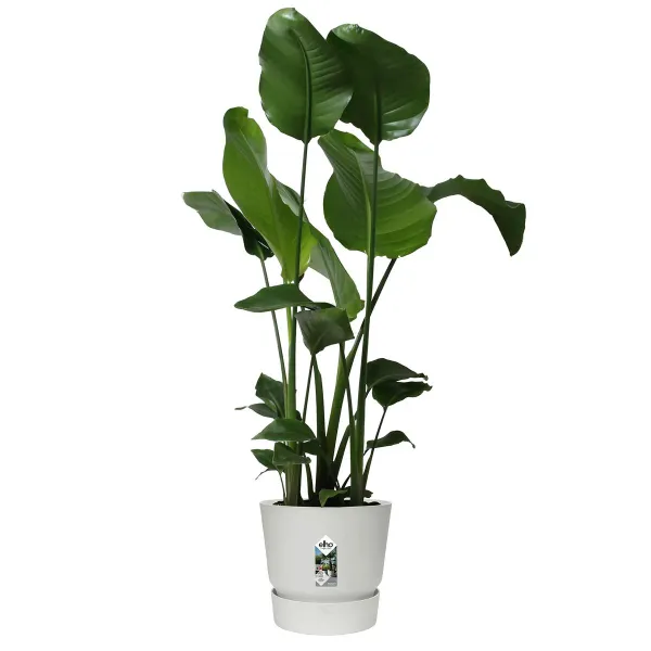 elho® Greenville Pflanzgefäß Weiß Ø 30 cm - Kunststoff