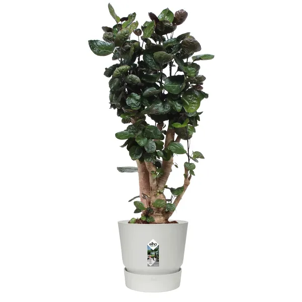 elho® Greenville Pflanzgefäß Weiß Ø 40 cm - Kunststoff