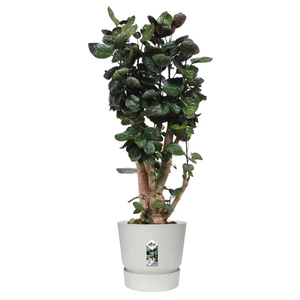 elho® Greenville Pflanzgefäß Weiß Ø 47 cm - Kunststoff