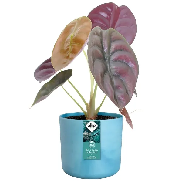 elho® Ocean Übertopf Atlantikblau Ø 14 cm aus Kunststoffen aus dem Meer