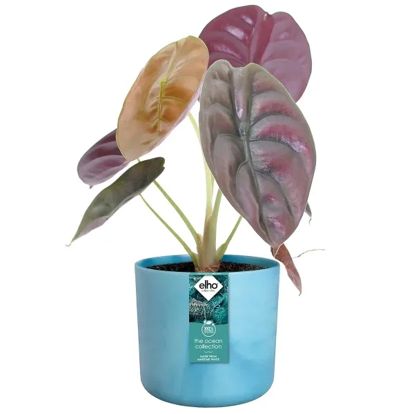 elho® Ocean Übertopf Atlantikblau Ø 18 cm aus Kunststoffen aus dem Meer