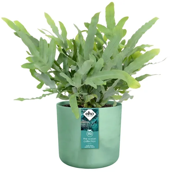 elho® Ocean Übertopf Pazifikgrün Ø 16 cm aus Kunststoffen aus dem Meer