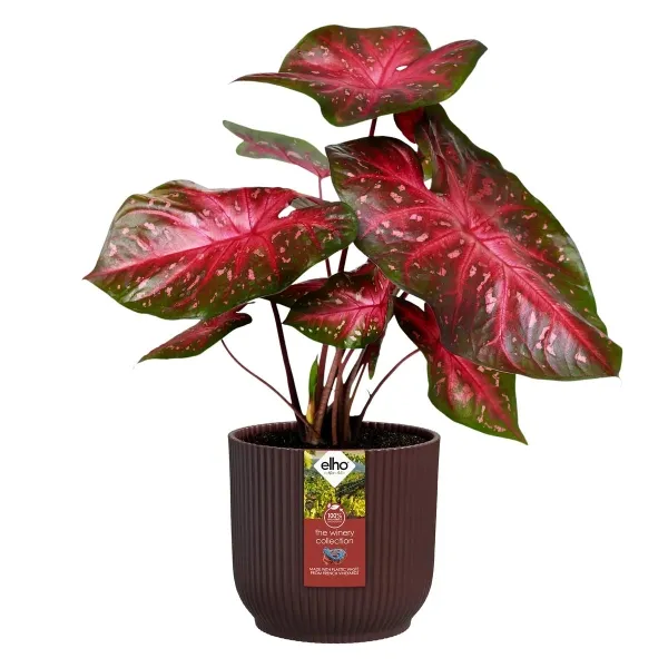 elho® The Winery Collection Pflanzenübertopf Bordeauxrot Ø 16 cm - Kunststoff