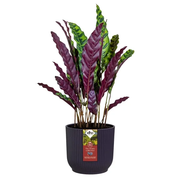 elho® The Winery Collection Pflanzenübertopf Dunkelviolett Ø 14 cm - Kunststoff