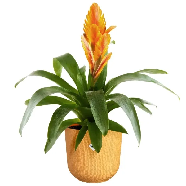 elho® Übertopf Jazz Ambergelb rund Ø 14 cm - Kunststoff