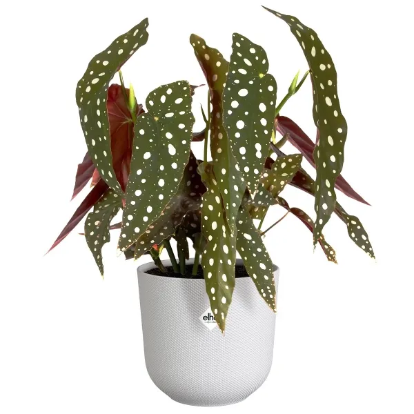 elho® Übertopf Jazz Seidenweiß rund Ø 14 cm - Kunststoff