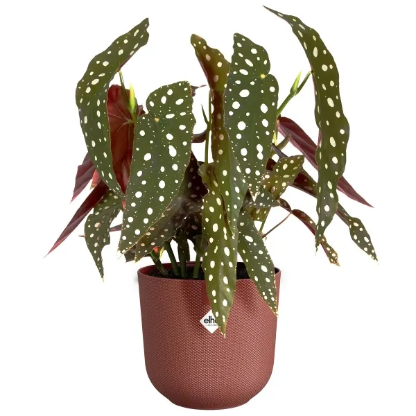 elho® Übertopf Jazz Toskanarot rund Ø 14 cm - Kunststoff