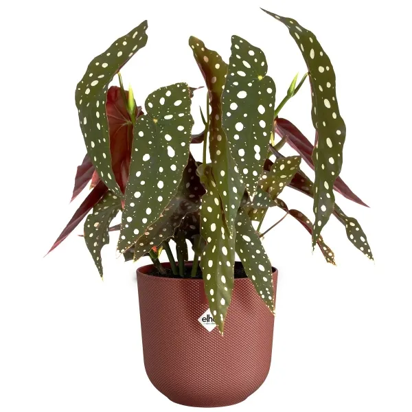 elho® Übertopf Jazz Toskanarot rund Ø 16 cm - Kunststoff
