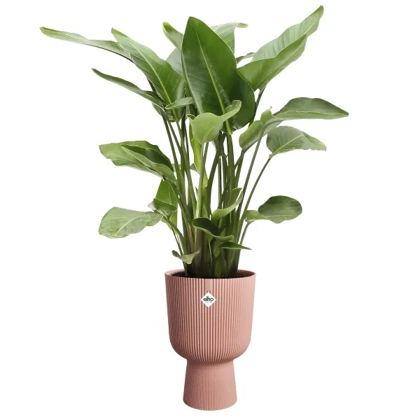 elho® Vibes Übertopf Fold Cup Zartrosa Ø 30 cm - Kunststoff