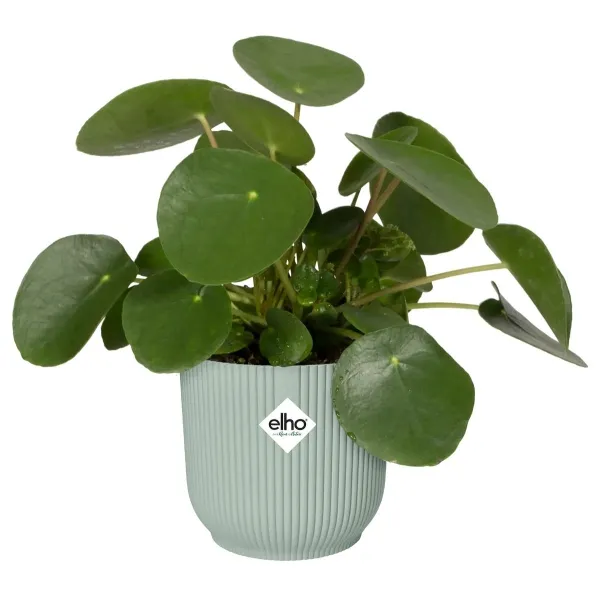 elho® Vibes Übertopf Fold Mini Sorbet grün Ø 11cm - Kunststoff