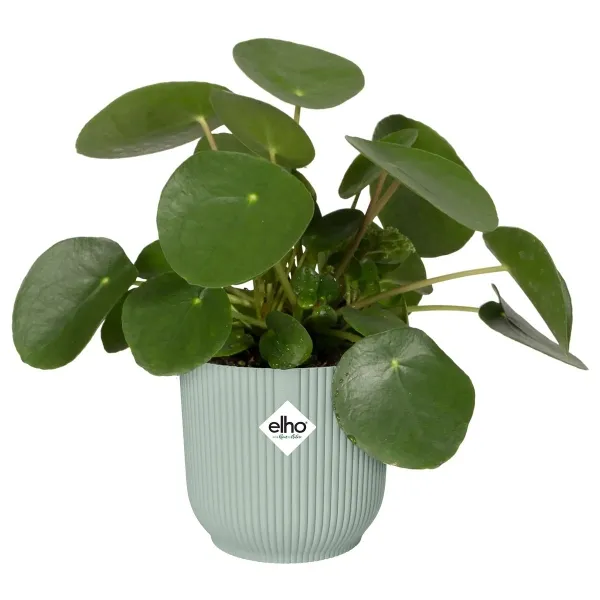 elho® Vibes Übertopf Fold Mini Sorbetgrün Ø 7 cm - Kunststoff