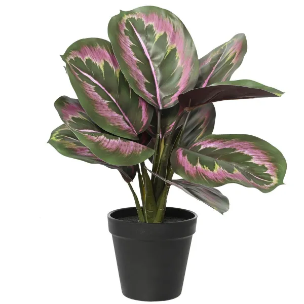 EVERLANDS Korbmarante Grün/Rosa im schwarzen Topf Ø 26 cm 35 cm - Kunstpflanzen EVERLANDS Korbmarante Grün/Rosa im schwarzen Topf Ø 26 cm 35 cm - Kunstpflanzen