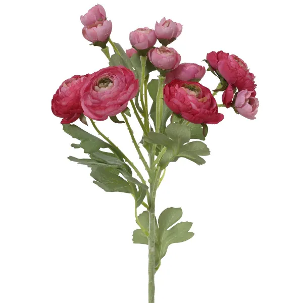 EVERLANDS Ranunkeln Dunkelrosa 6 Blüten & 6 Knospen 55 cm - Kunstblumen EVERLANDS Ranunkeln Dunkelrosa 6 Blüten & 6 Knospen 55 cm - Kunstblumen
