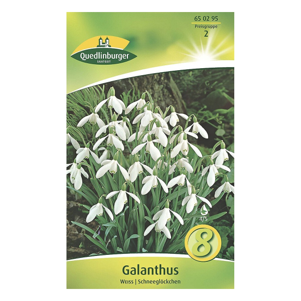 Galanthus Weiss PREMIUM