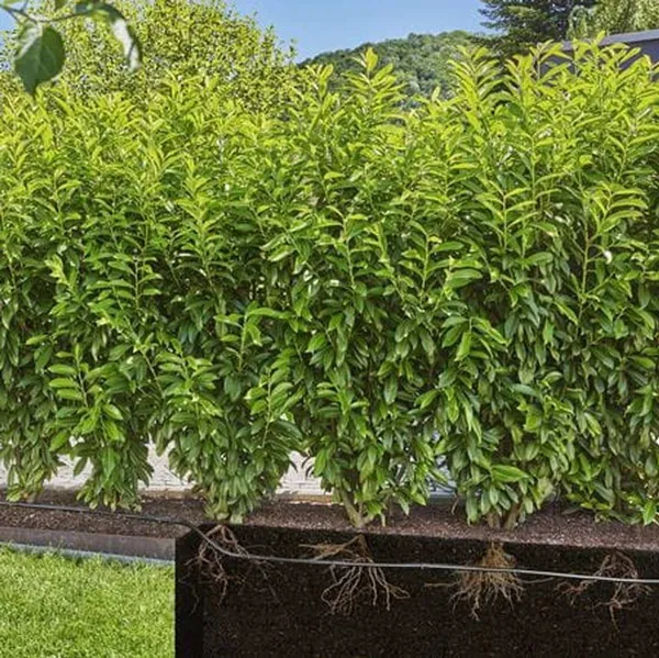 GARDENA® Micro-Drip-System 2.0 Tropfrohr über & unter der Erde - 25 Meter