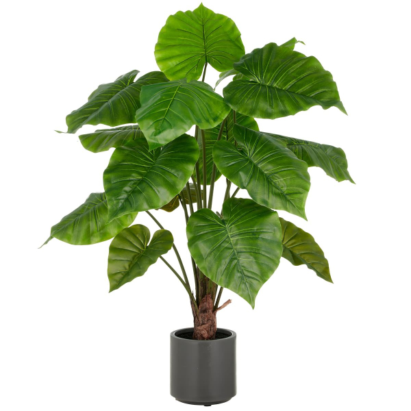GASPER Alocasia Wentii, 100 cm, grün, grauer Kunststofftopf mit Erde